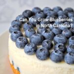 blueberries