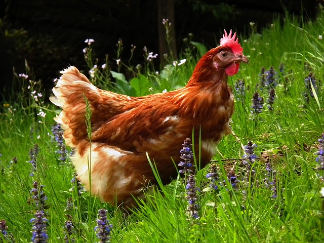 chicken