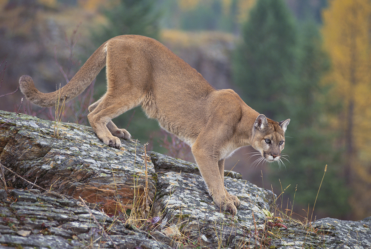 puma north carolina